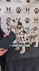 Colar de Conforto para Pets - Conforto e Proteção em Todos os Momentos
